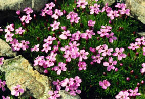 Silene acaulis var saxatilis